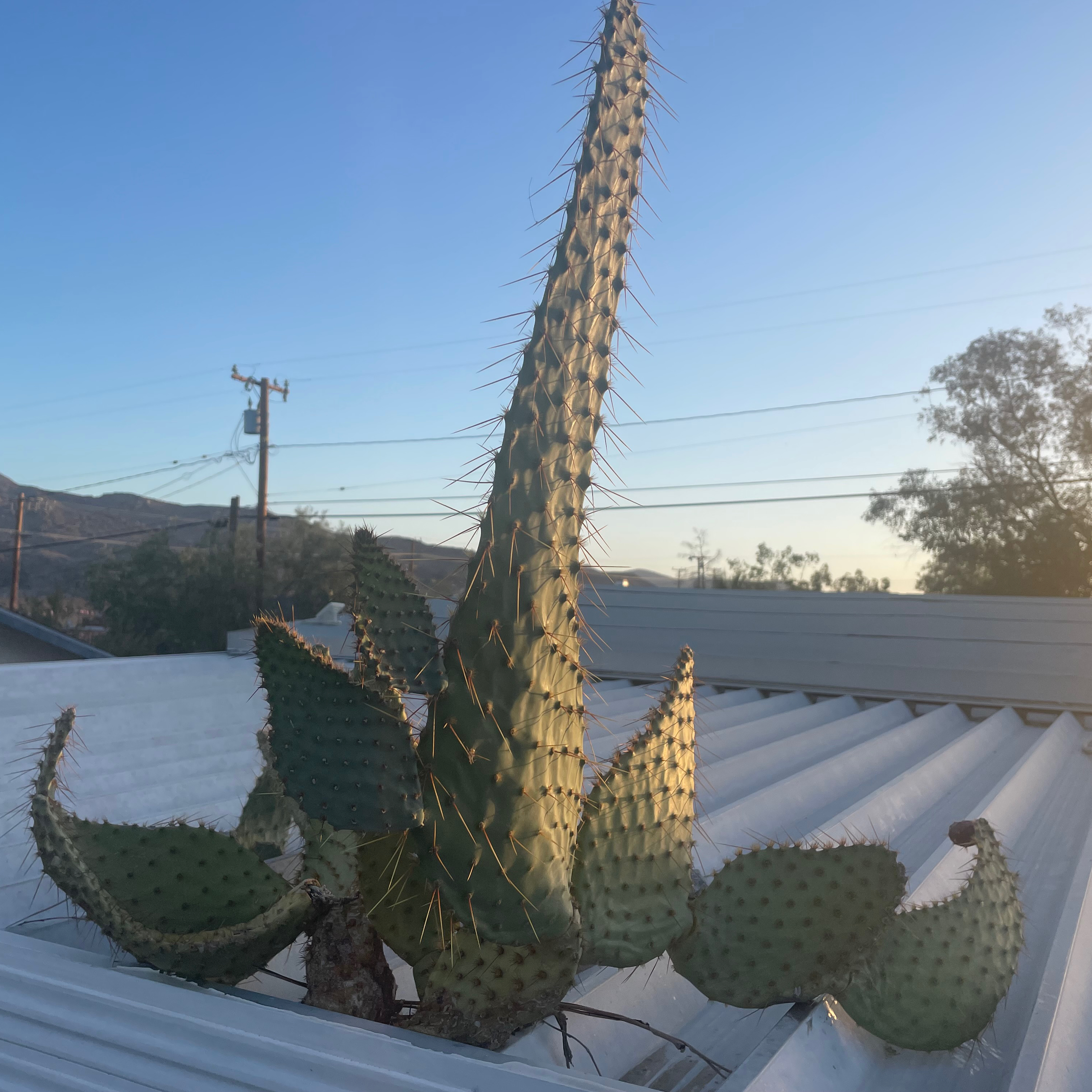 Photo of the plant species Cow's tongue prickly pear by @Jennidplantin named Spike Lee on Greg, the plant care app