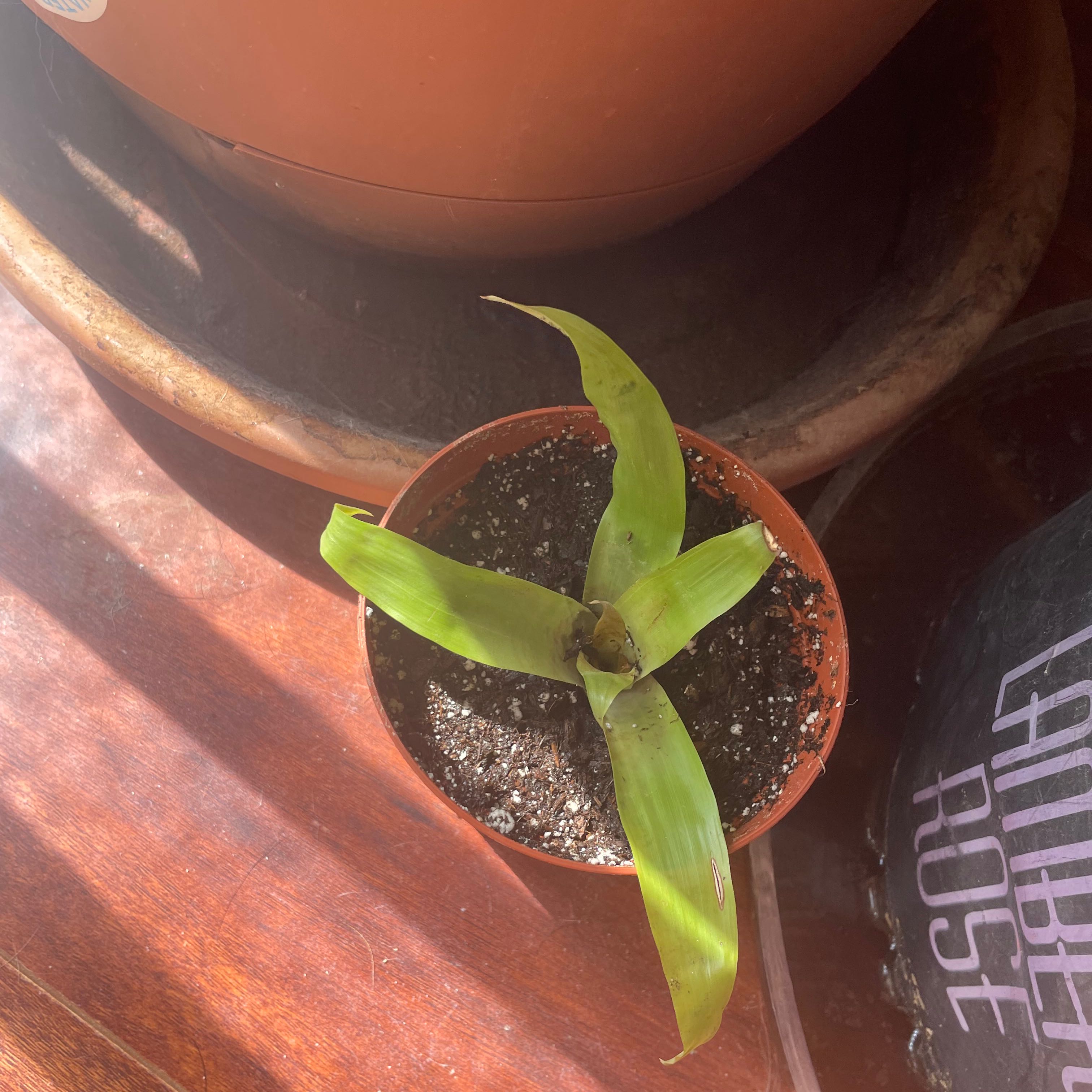Plant care for Red Bromelaid on Greg, the plant care app