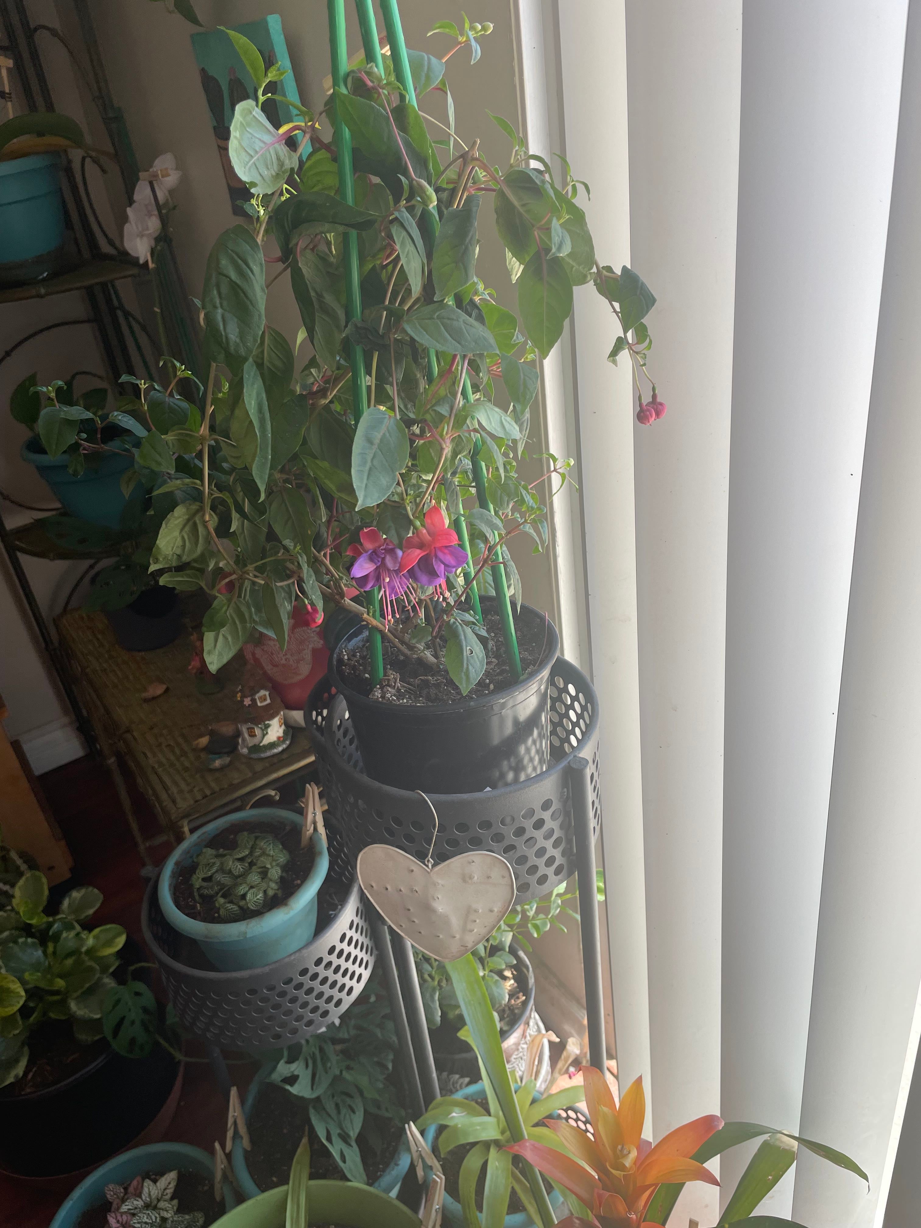 🌸 8 Tips for Selecting the Best Pot for Blue Fuchsia