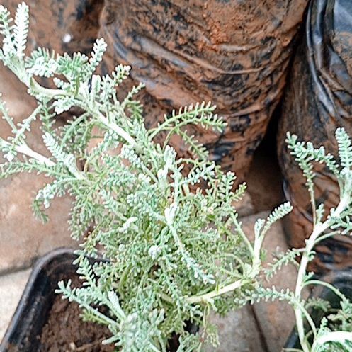 Photo of the plant species Cotton Lavender by @GrowingWeed named Morgan Treeman on Greg, the plant care app