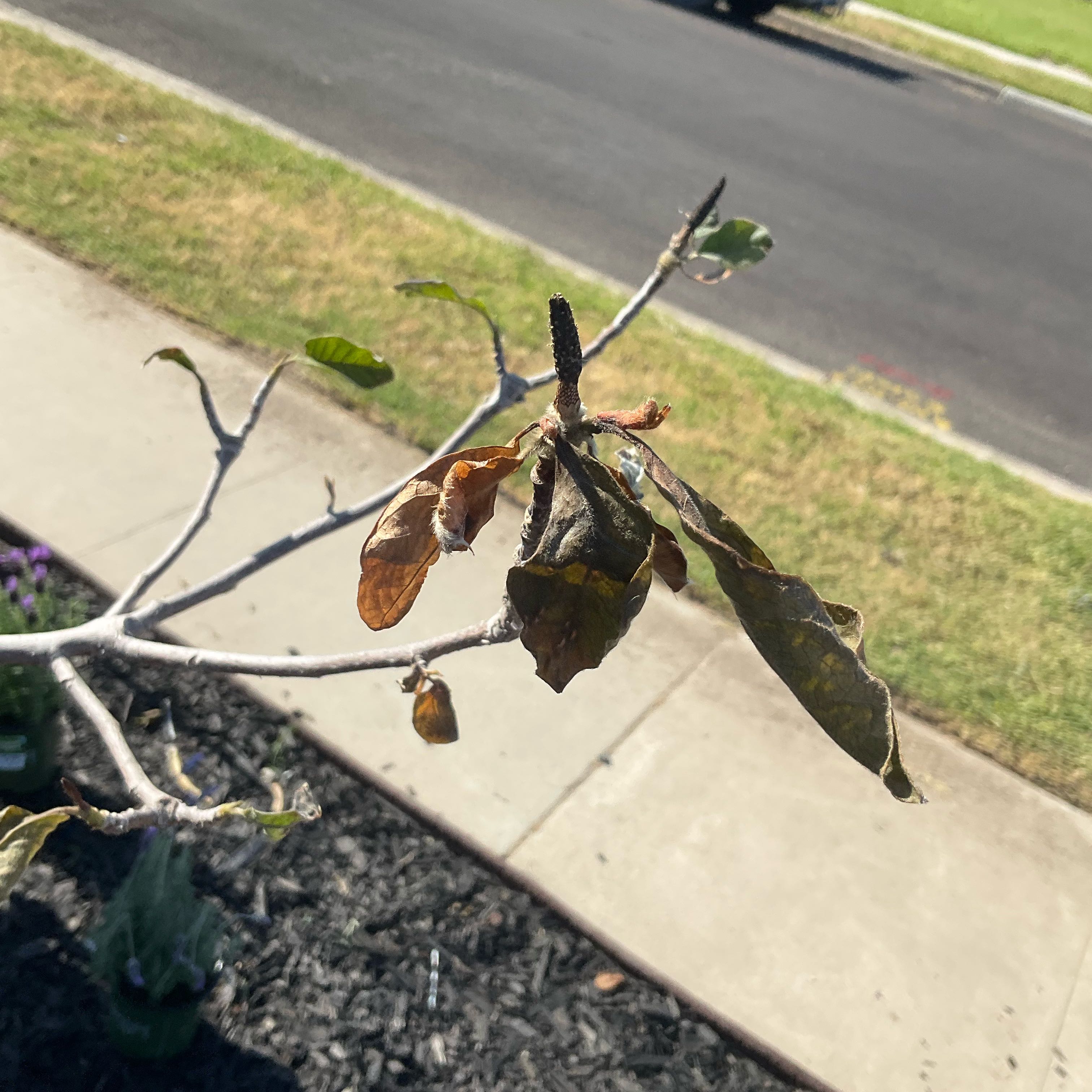 Photo of the plant species Tulip magnolia by @PeakWaffleplant named Black tulip magnolia on Greg, the plant care app