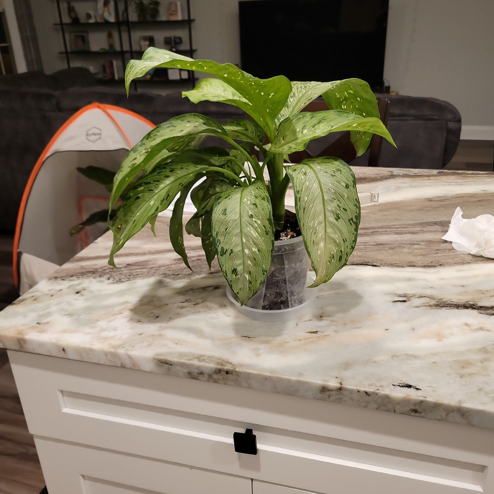 Photo of the plant species Dieffenbachia 'Memoria Corsii' by @cloolss named Sage on Greg, the plant care app