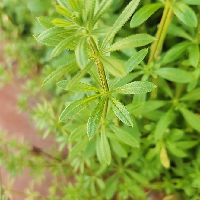 How to Care for Sticky Bob: Mastering Water, Sunlight & More