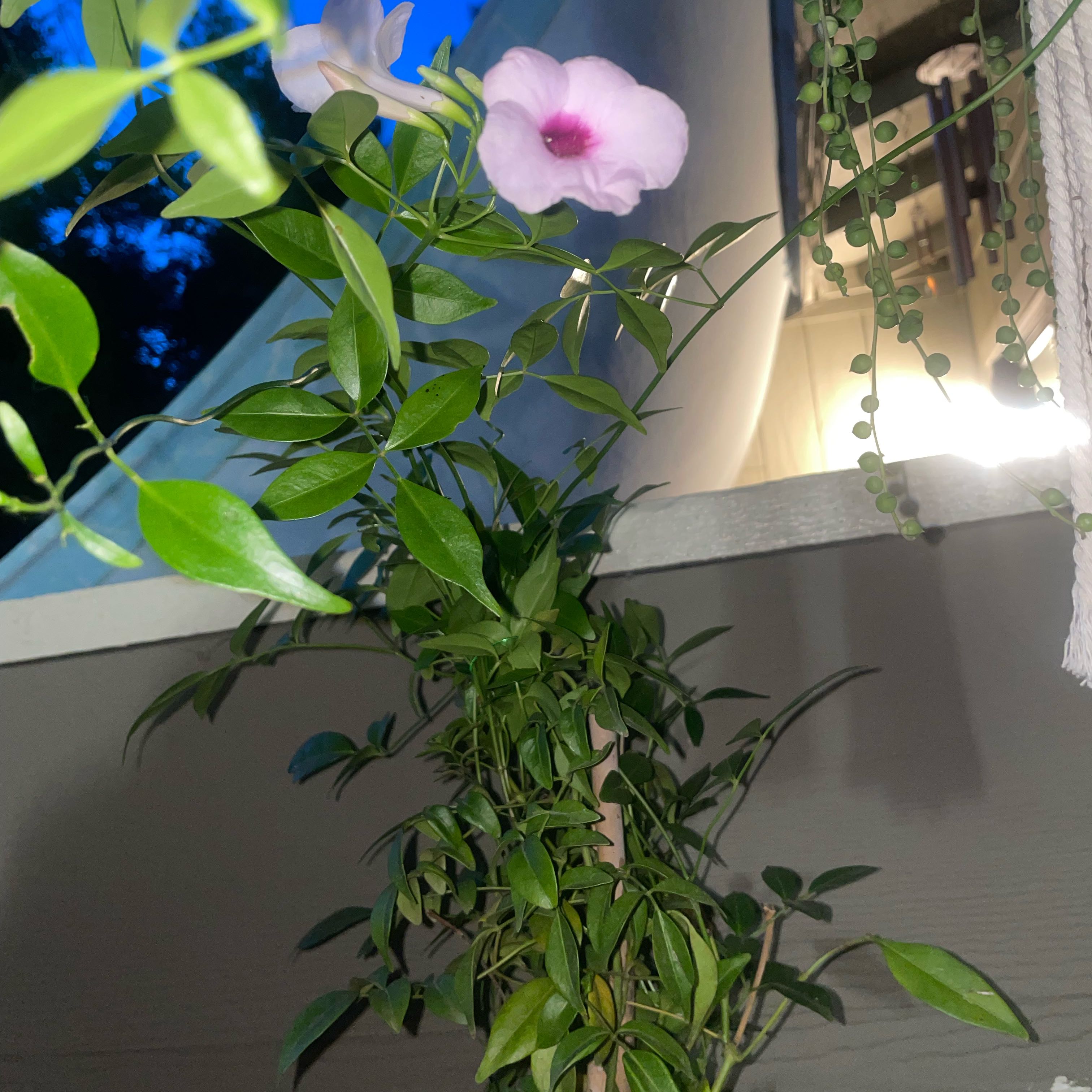 Bowerplant with green leaves and a pink flower climbing a support structure.