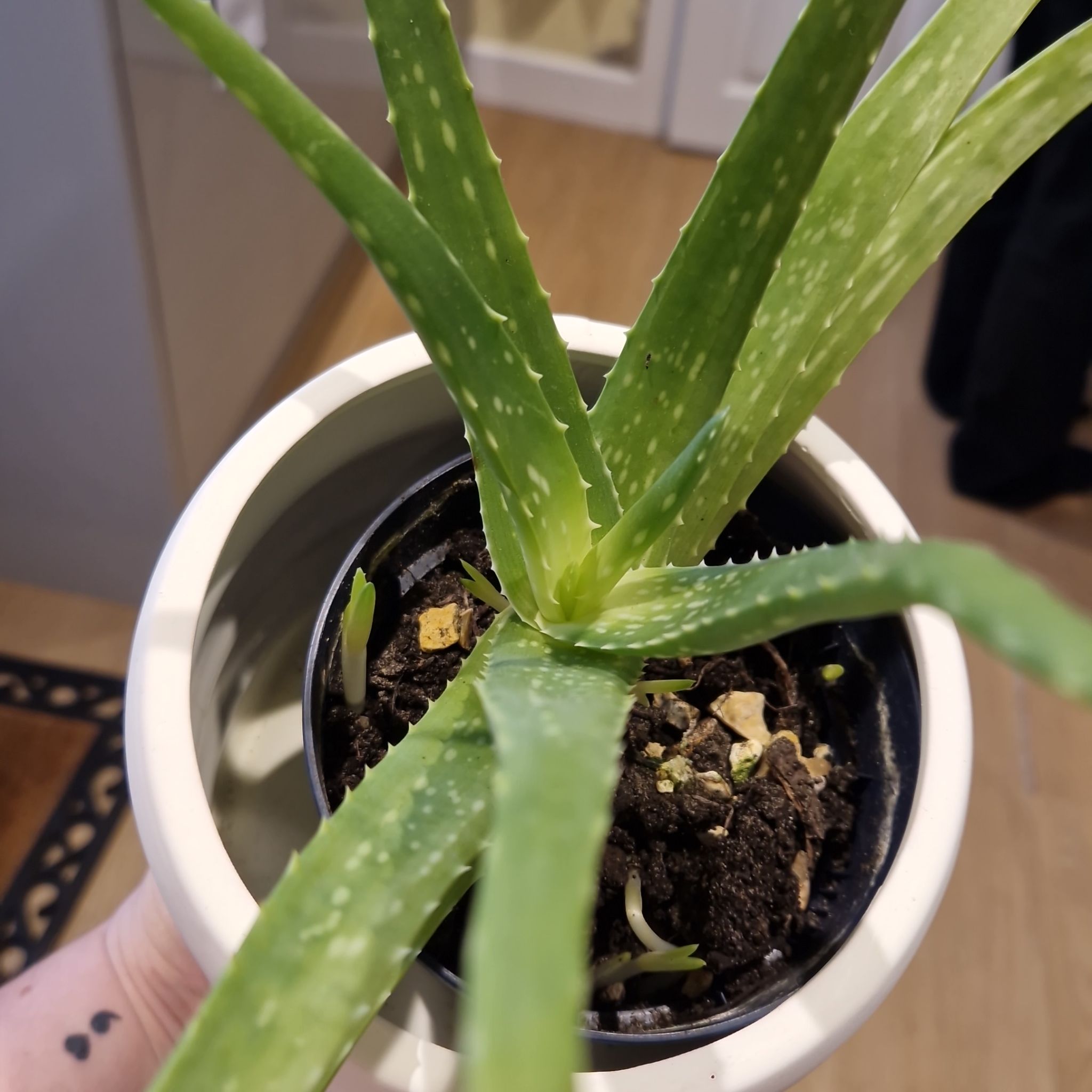 Photo of the plant species Aloe by @TastyCleftphlox named Fernie Mercury on Greg, the plant care app