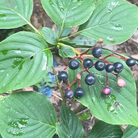 Photo of the plant species Common Dogwood by @AwakePinkcactus named Madonna on Greg, the plant care app