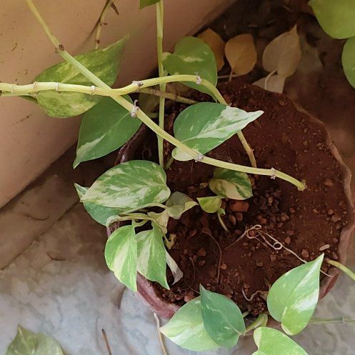 Photo of the plant species Money Plant by @GrandManchineel named Athena on Greg, the plant care app