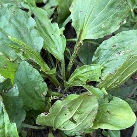 Photo of the plant species Broadleaf Plantain by @DivineTomato named Kylie on Greg, the plant care app