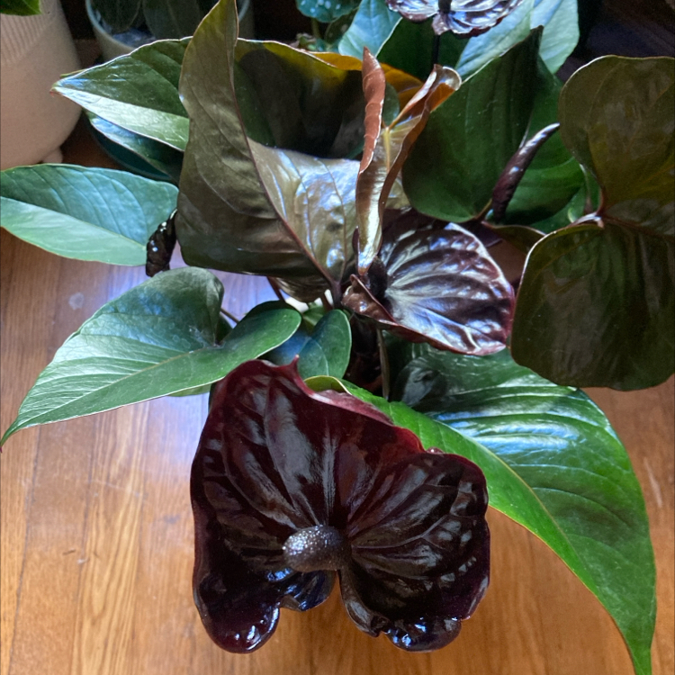 Photo of the plant species Anthurium black winner by @SFplantlover named Goth Queen on Greg, the plant care app