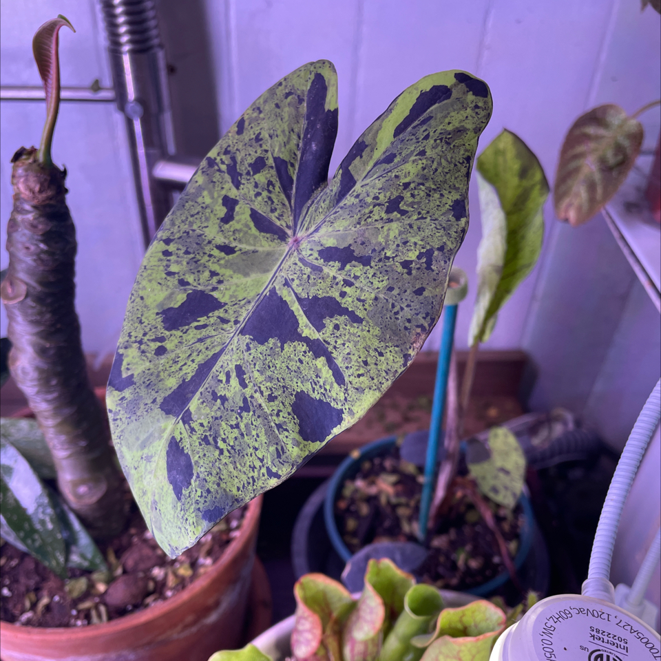 Photo of the plant species Colocasia Midnight by @SFplantlover named Midnight on Greg, the plant care app