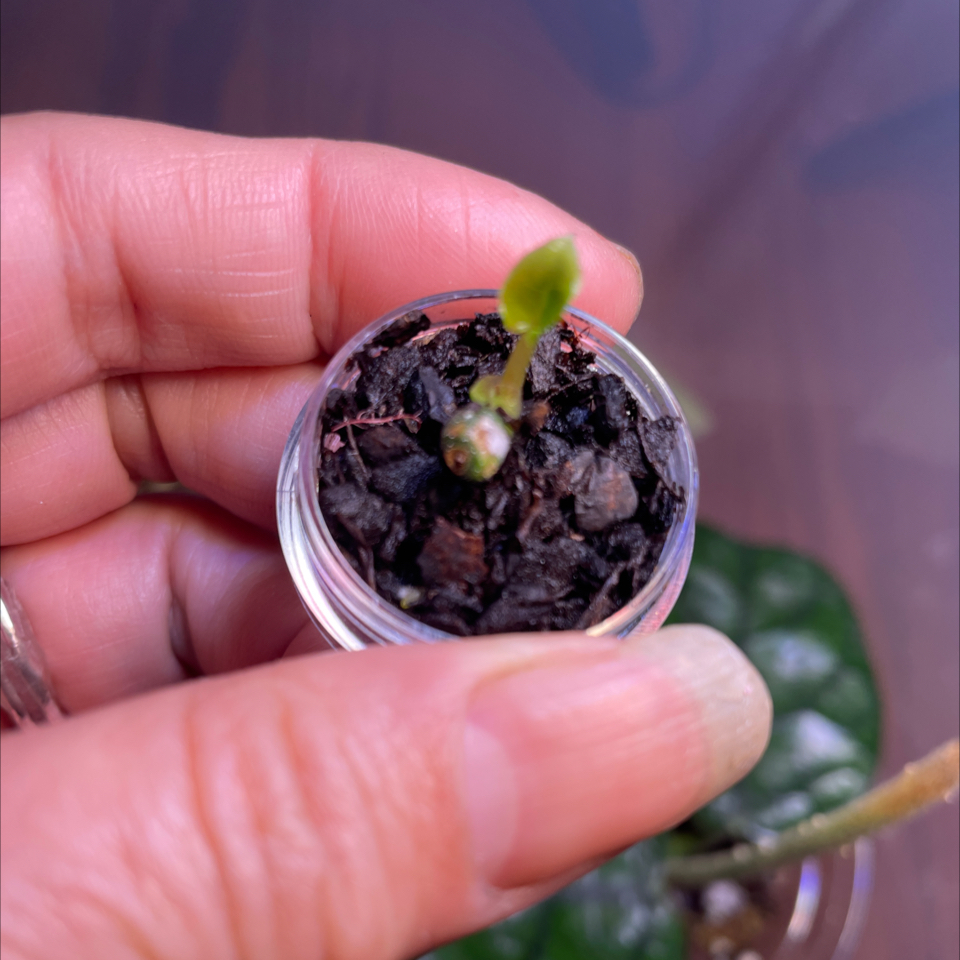 Photo of the plant species Kunayala Anthurium by @SFplantlover named Kuna x pap x F2 x Amanda on Greg, the plant care app