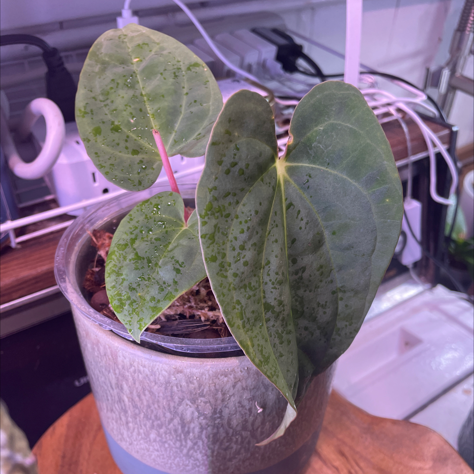 Photo of the plant species Anthurium papillaminum by @SFplantlover named Pap x Dressleri on Greg, the plant care app