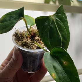 Photo of the plant species Anthurium King of Spades by @SFplantlover named RC x King of spades x Indo port on Greg, the plant care app