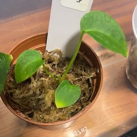 Photo of the plant species Anthurium Xenomorph by @SFplantlover named Baby Xenomorph on Greg, the plant care app