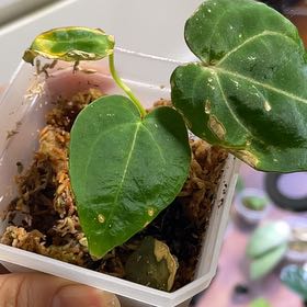 Photo of the plant species Anthurium papillaminum by @SFplantlover named Carla papi mag x ZM on Greg, the plant care app