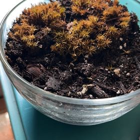 Photo of the plant species Sphagnum Moss by @ExactThemiller named Osmo on Greg, the plant care app