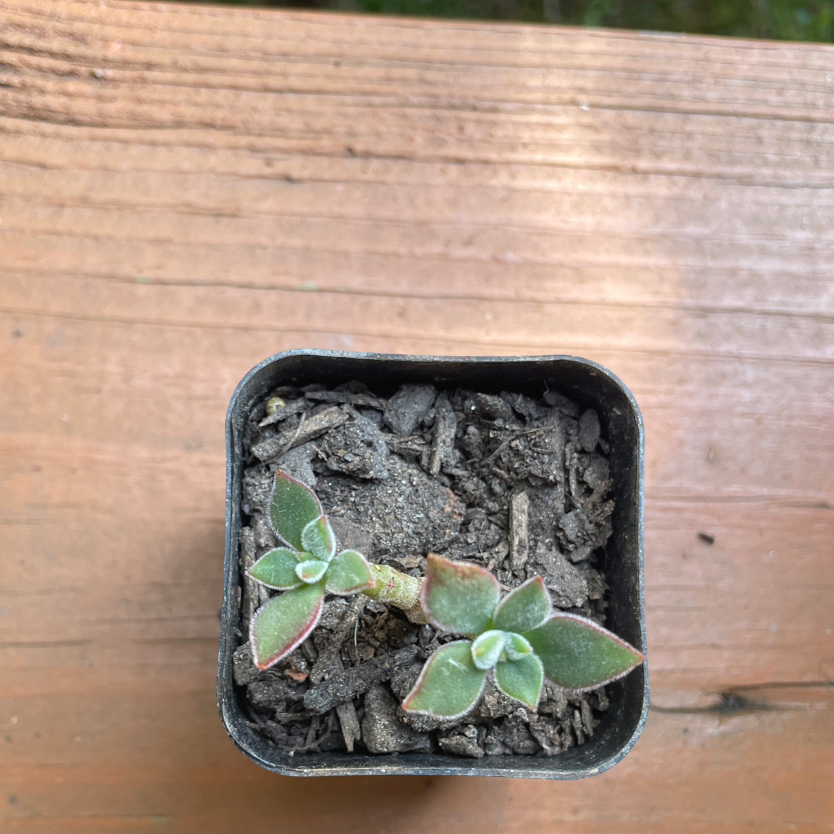 Photo of the plant species Echeveria Red Devotion by @Succulentloverr named Tiny Red on Greg, the plant care app