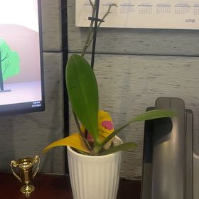 Photo of the plant species Western Orchid by @UltraJellybeans named Drake on Greg, the plant care app