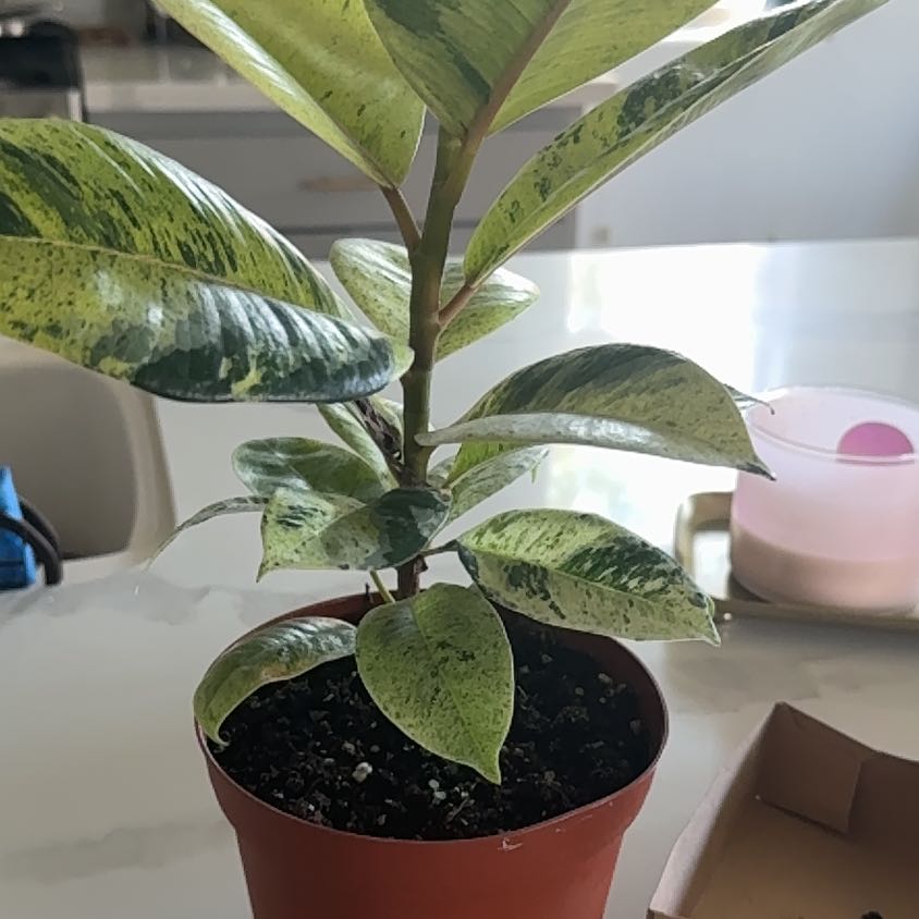 Photo of the plant species shivereana moonshine by @Thaliasoasis named Moonie on Greg, the plant care app