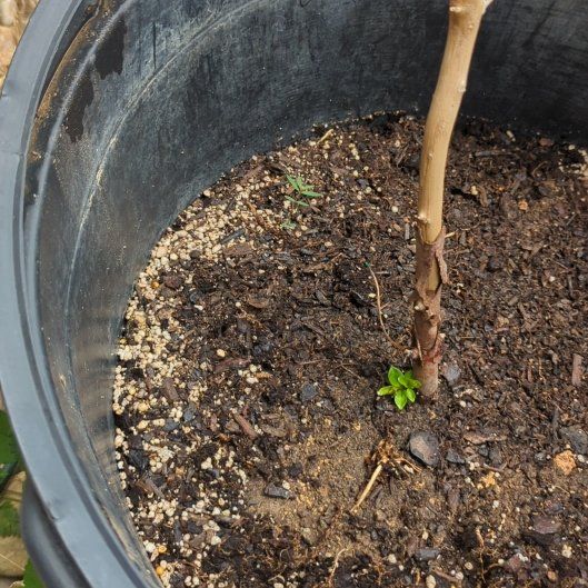 Photo of the plant species Natchez Crape Myrtle by @SleekCapemay named Hemingway on Greg, the plant care app