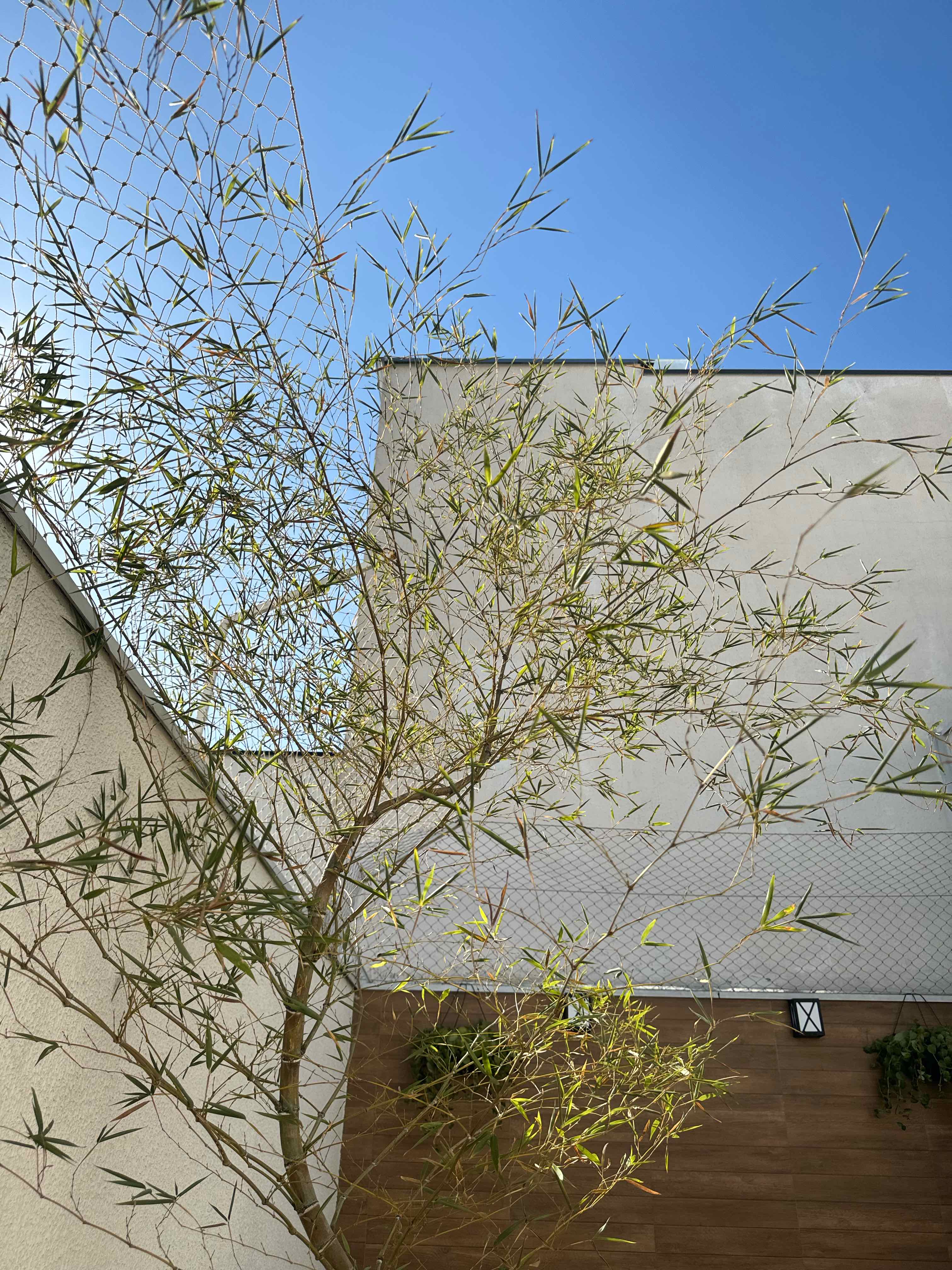 Monk's Belly Bamboo plant with thin leaves against a clear blue sky, showing some yellowing.