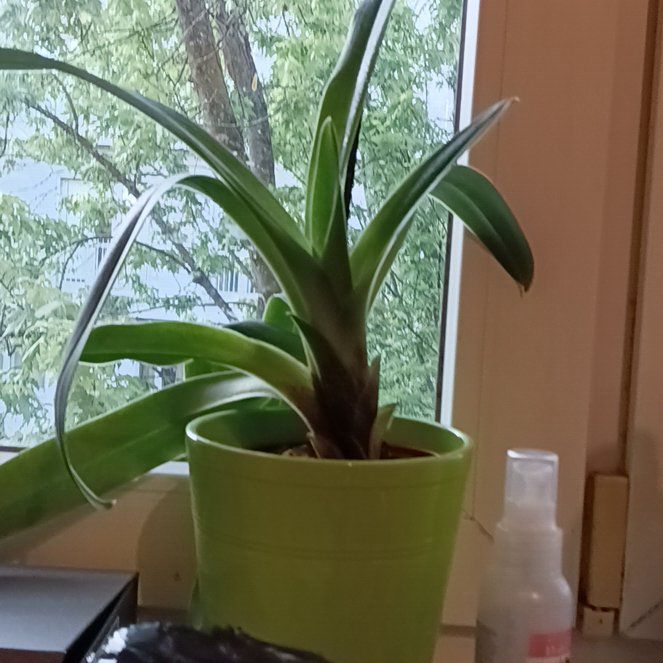 Photo of the plant species Venus Slipper by @WiseHoyawayetii named Afrodyta on Greg, the plant care app