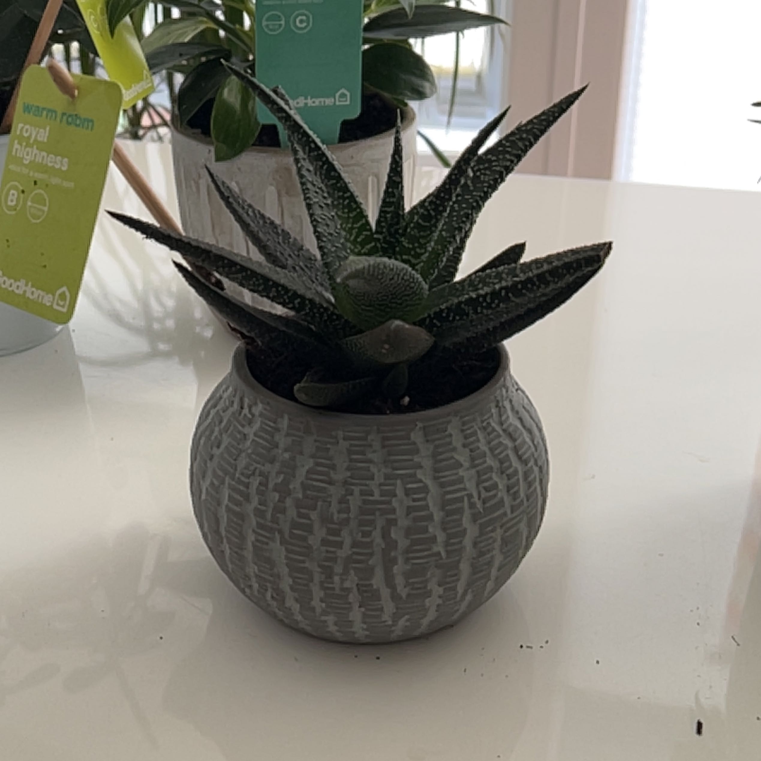 Photo of the plant species Royal Highness by @BravePoindexter named Kurie on Greg, the plant care app