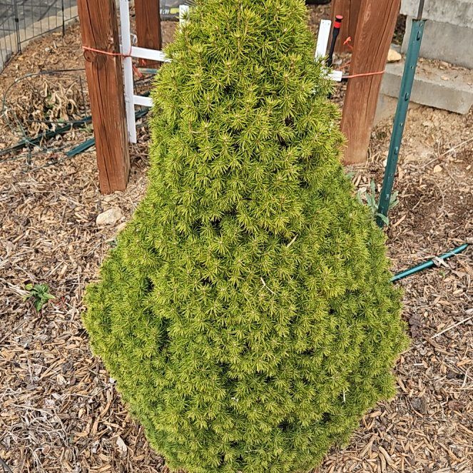 Photo of the plant species Dwarf Alberta Spruce by @LunarPoppy named Sherlock on Greg, the plant care app