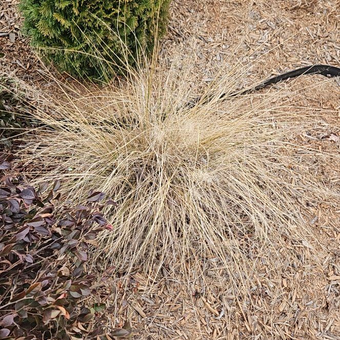 Photo of the plant species Pink Muhly Grass by @LunarPoppy named Nithin on Greg, the plant care app