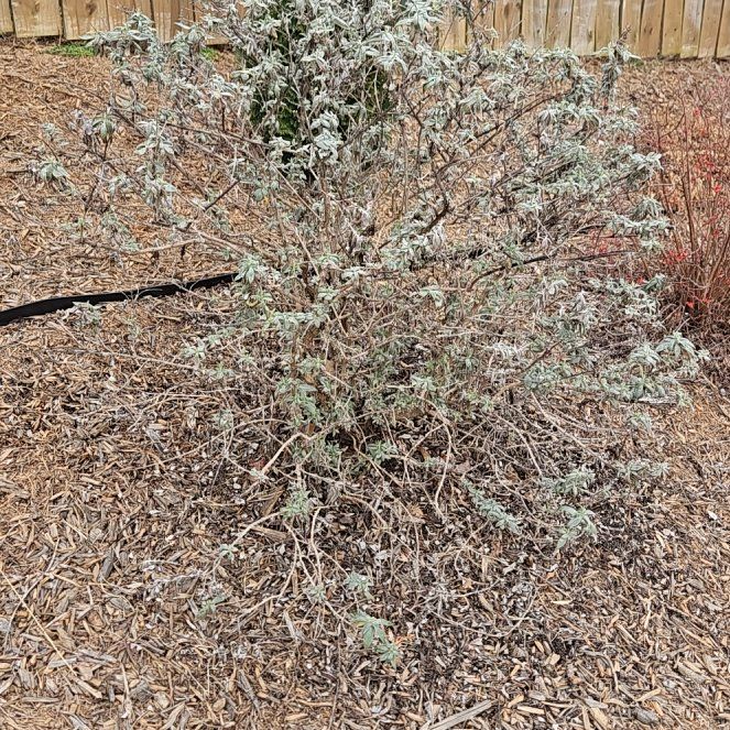 Photo of the plant species Pugster Pink Butterfly Bush by @LunarPoppy named Beckham on Greg, the plant care app