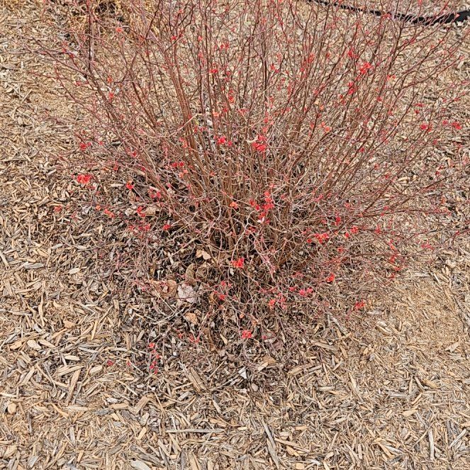 Photo of the plant species Double Play Candy Corn Spirea by @LunarPoppy named The Sanderson Sisters on Greg, the plant care app