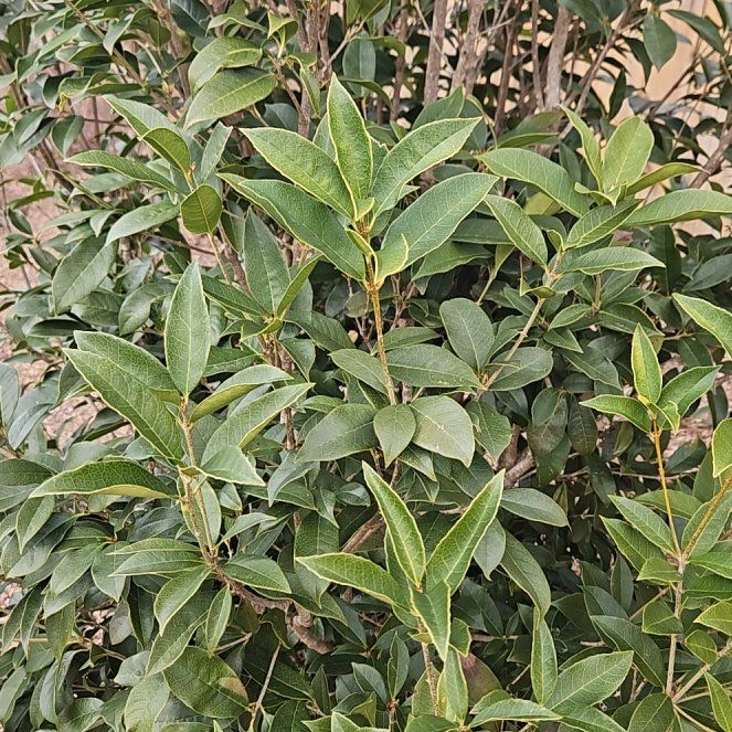 Photo of the plant species Fudingzhu Fragrant Tea Olive by @LunarPoppy named Ozzie on Greg, the plant care app