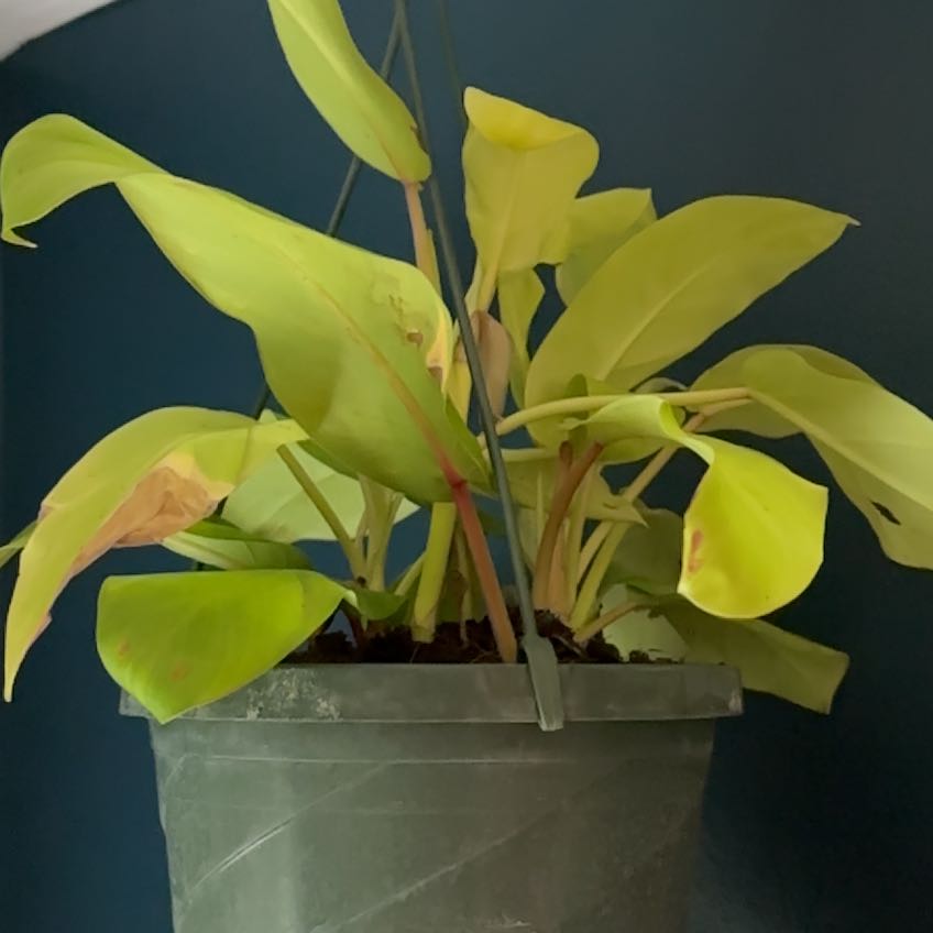 Photo of the plant species Philodendron ‘Ceylon Beauty’ by @AbleSaffronplum named Shakira on Greg, the plant care app