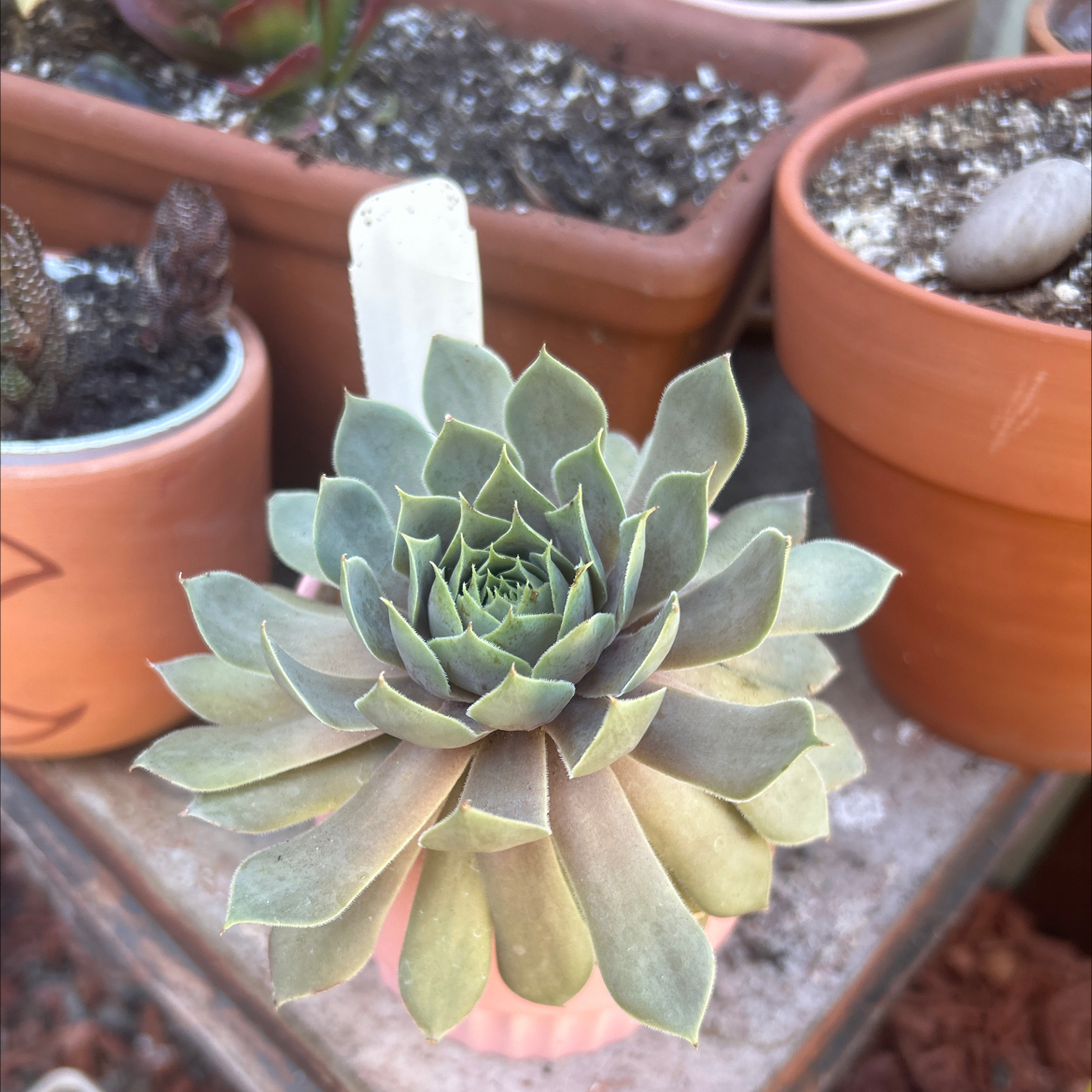 Photo of the plant species Sempervivum 'Pacific Blue Ice' by @IconGoldenball named Pacifica on Greg, the plant care app