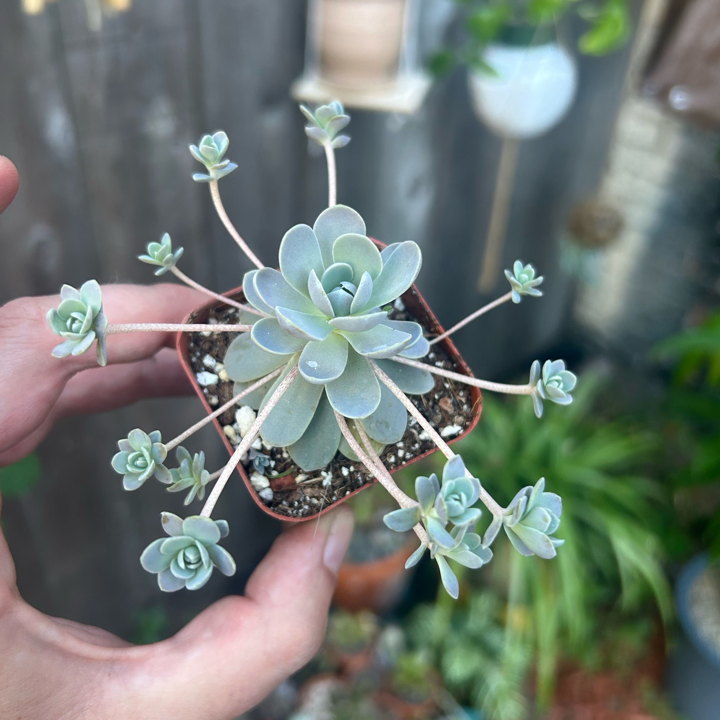Photo of the plant species Dunce Cap by @IconGoldenball named Clooney on Greg, the plant care app
