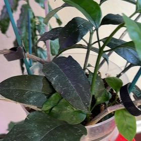 Photo of the plant species Albo Marginata Hoya Multiflora by @PrimeBlackbent named Kobe on Greg, the plant care app