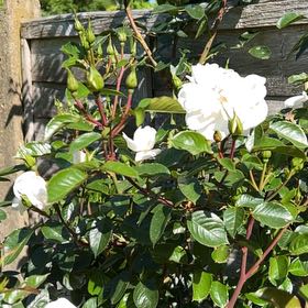 Rosepoem 50Pcs Rosa Viola Semi Solido Semi Di Fiore Di Colore Per Garden Decor - Foto 6