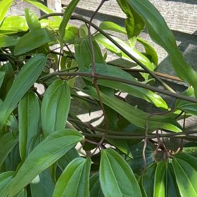 Photo of the plant species Evergreen clematis by @PunchyAgave named Mollie on Greg, the plant care app