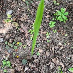 Photo of the plant species Italian Gladiolus by @PunchyAgave named Aria on Greg, the plant care app
