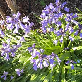 Photo of the plant species Spanish Bluebell by @PunchyAgave named Tupot amaroot on Greg, the plant care app