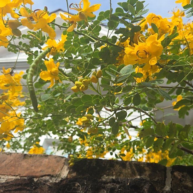Photo of the plant species Caesalpinia Mexicana by @RobustHornwort named Hemingway on Greg, the plant care app