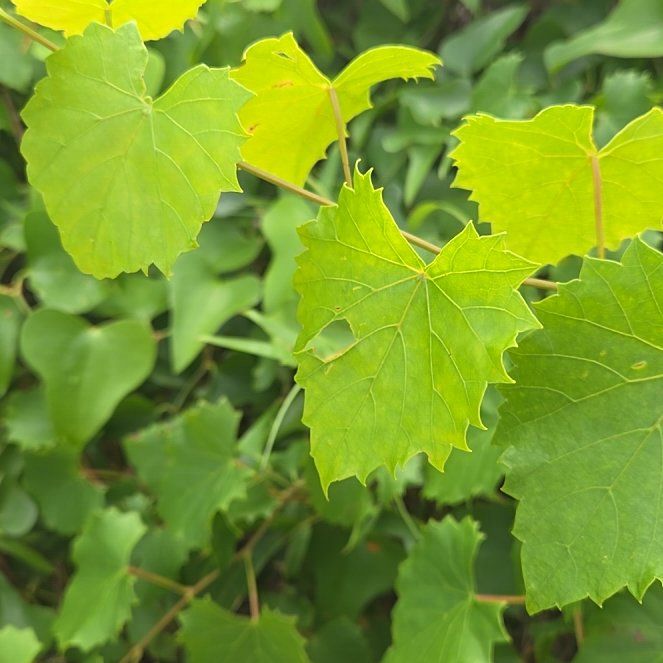 Photo of the plant species Muscadine Grape by @RobustHornwort named Gregarious on Greg, the plant care app