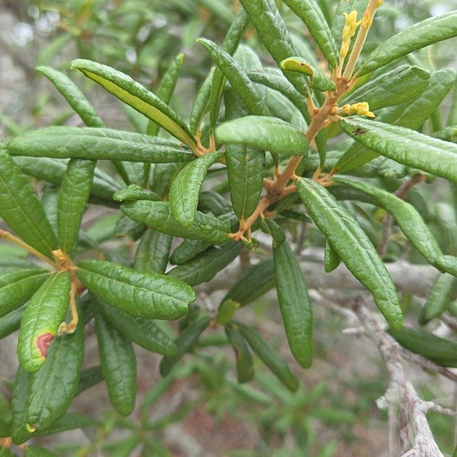 Photo of the plant species Chinese Barberry by @RobustHornwort named Walt on Greg, the plant care app