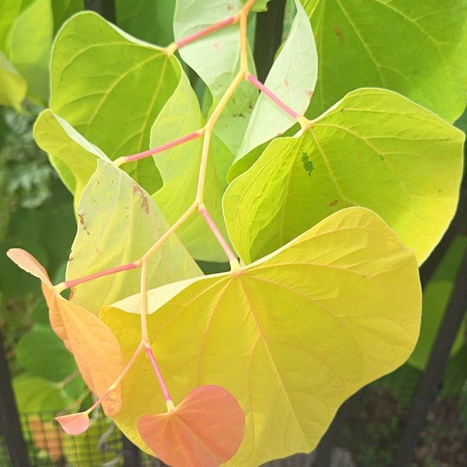 Photo of the plant species Eastern Redbud by @RobustHornwort named Bieber on Greg, the plant care app