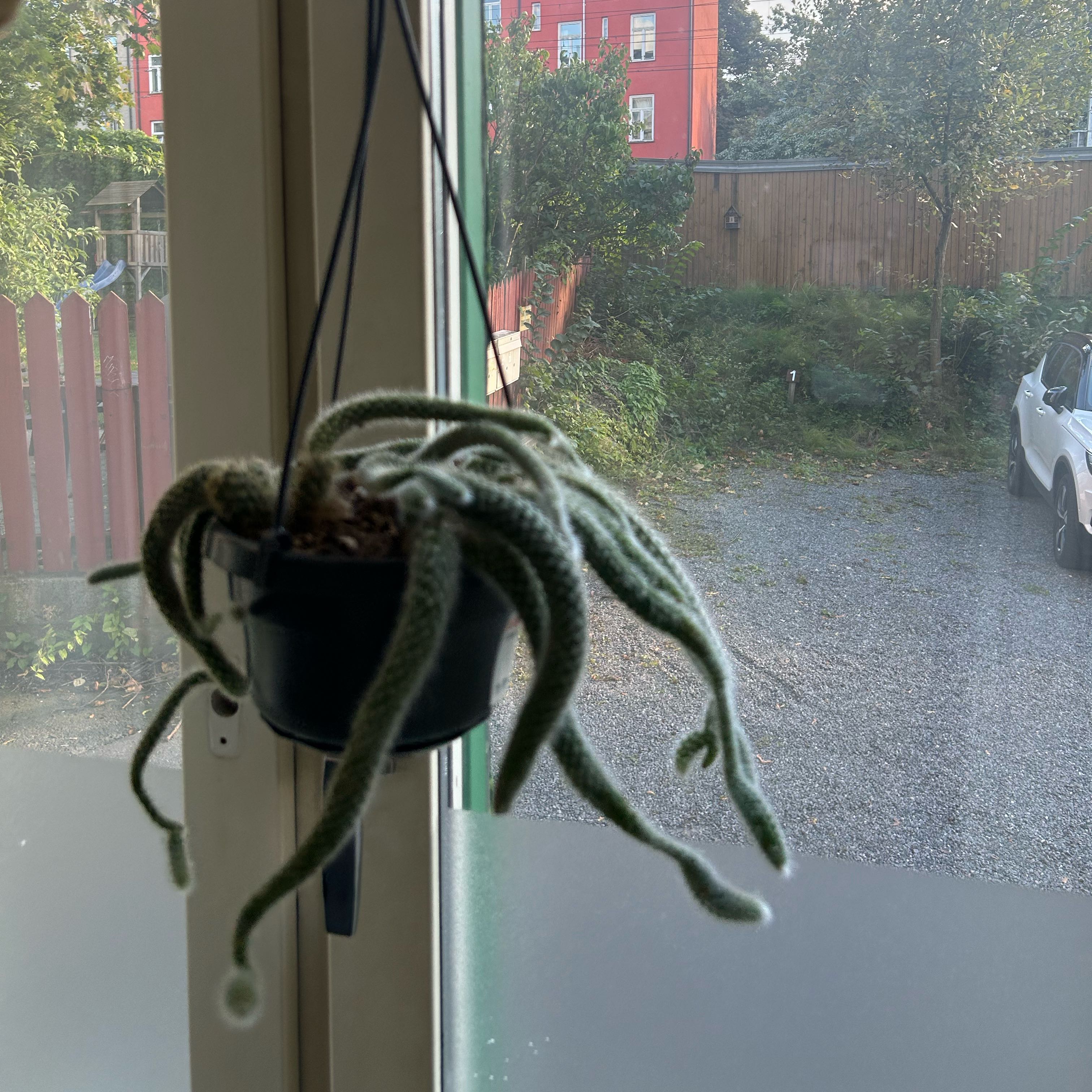 Photo of the plant species Monkey Tail by @NovelSwisspine named Bacon on Greg, the plant care app