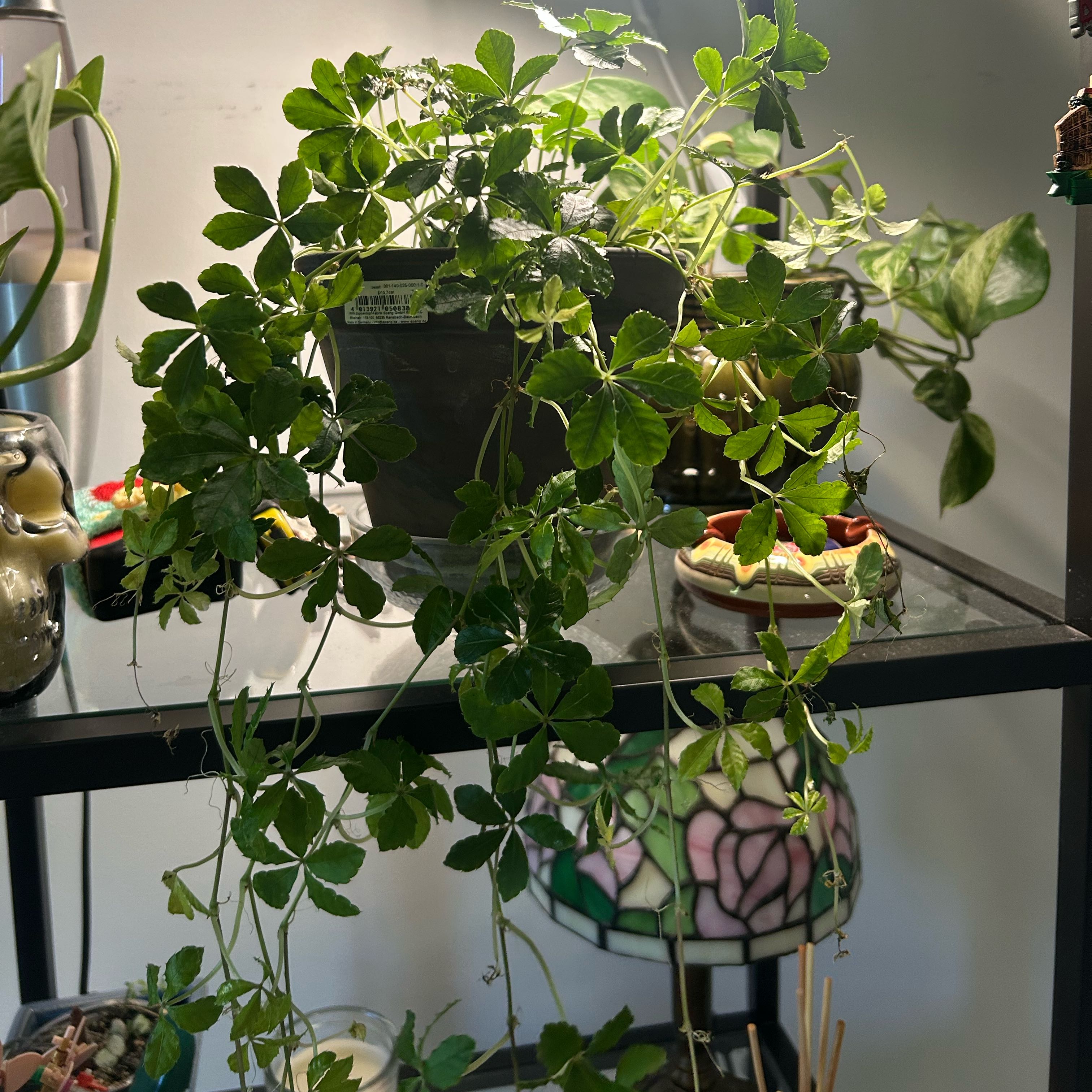 Plant care for Ciccus discolor on Greg, the plant care app