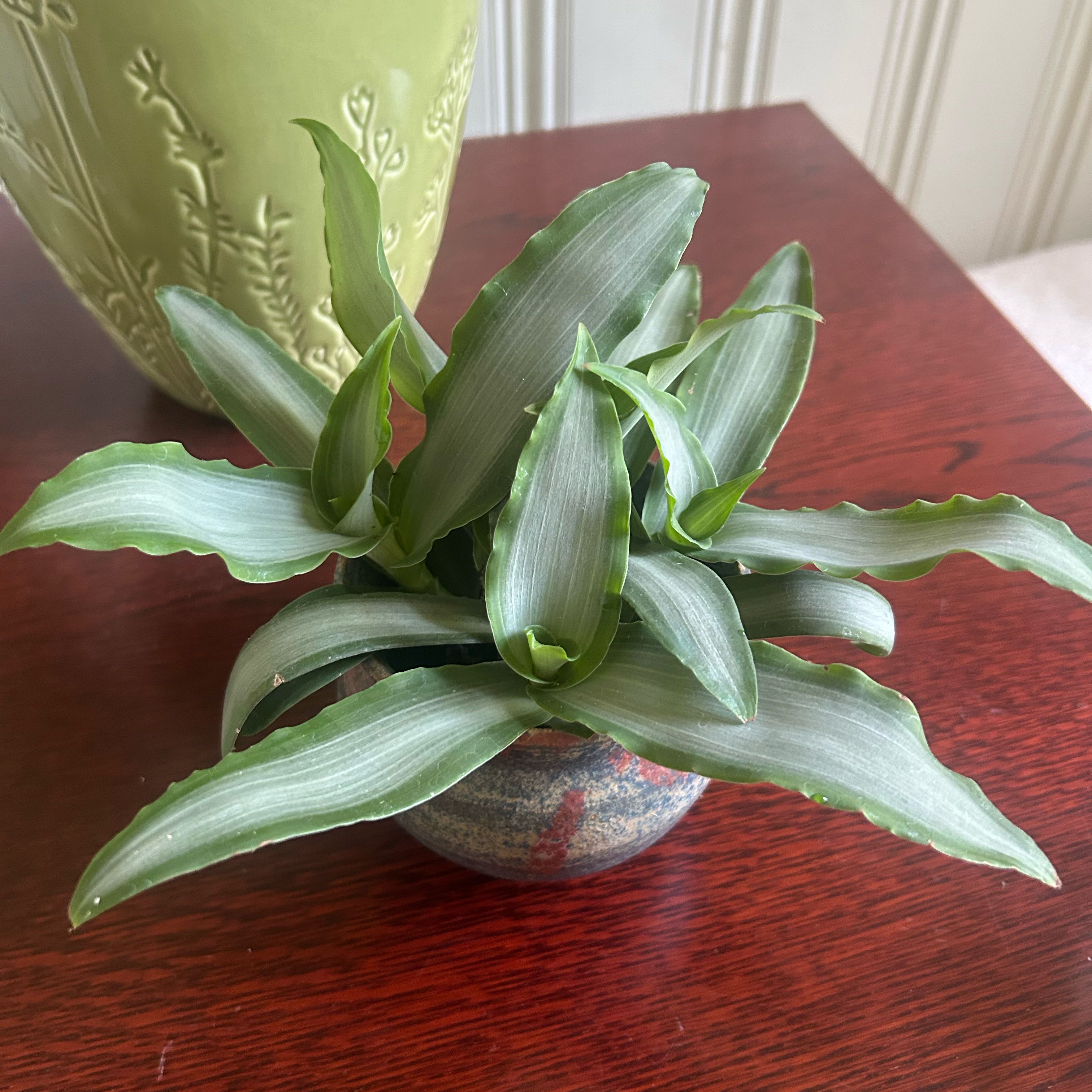 Photo of the plant species Pistachio White by @NovelSwisspine named Sitonit on Greg, the plant care app
