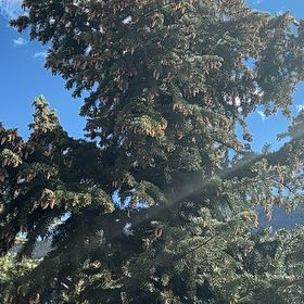 Photo of the plant species Noble Fir by @ProbableTipa named Huckleberry Fern on Greg, the plant care app