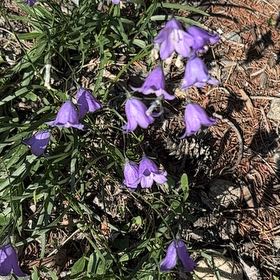 Photo of the plant species Bluebell by @ProbableTipa named Duke on Greg, the plant care app