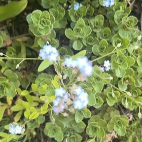 Photo of the plant species Asian Forget-Me-Not by @ProbableTipa named Gates on Greg, the plant care app